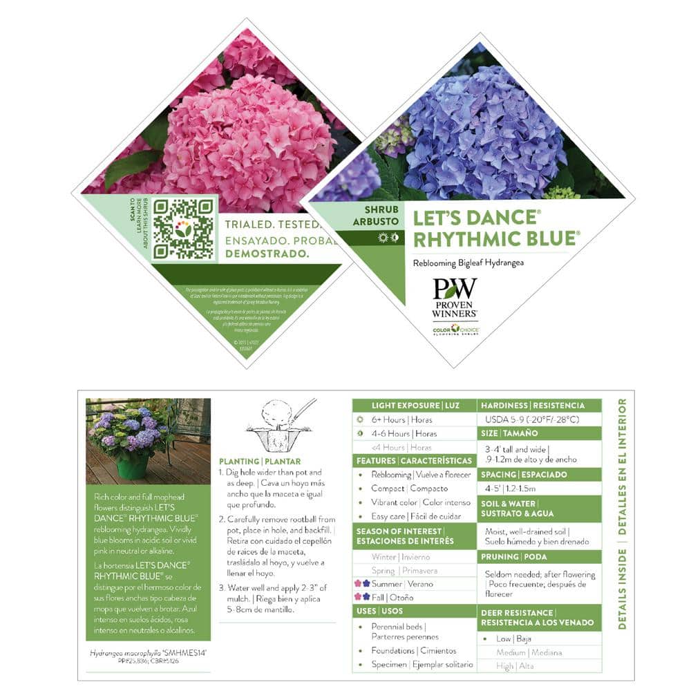 2 Gallon Blue and Purple Hydrangea Flowering Shrub
