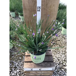 Lucerne Blue-Eyed Grass Sisyrinchium Angustifolium Lucerne Live Plant