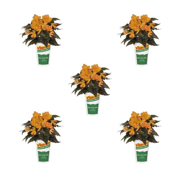 Vigoro 1.5 Pt. Begonia I'Conia Bacio Orange Annual Plant (5-Pack) 78852 ...