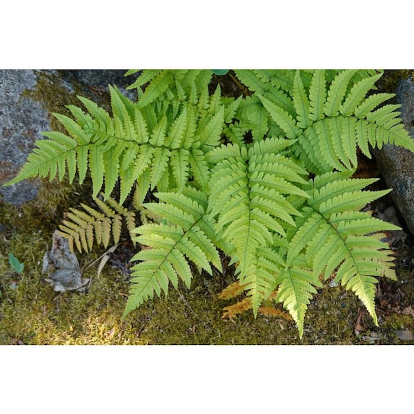1 Gal. Brilliance Autumn Fern (Dryopteris Erythrosora) Live Shade Perennial Plant with Copper Red Foliage