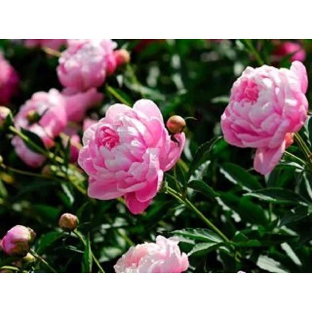 BELL NURSERY 2 Gal. Peony Plant 946734 The Home Depot