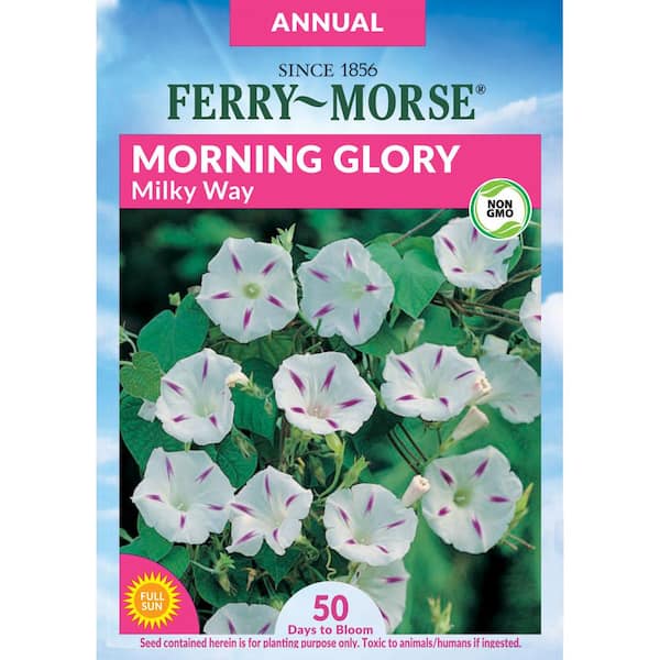 Ferry-Morse Morning Glory Milky Way Flower Seed