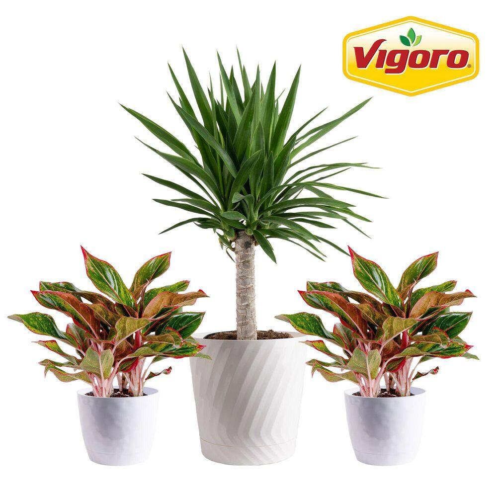 10 in. Yucca Cane and (2) 6 in. Siam Aglaonema Plant in White Decor Planter, (3 Pack) price history on PriceWatchPro