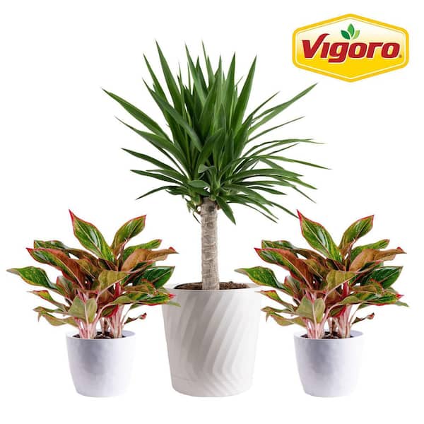 Vigoro 10 in. Yucca Cane and (2) 6 in. Siam Aglaonema Plant in White Decor Planter, (3 Pack)