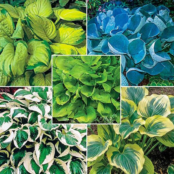 Unbranded Award Winning Hosta Collection