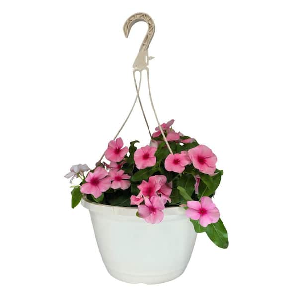 4.73 L Vinca Cora Periwinkle Cascade Strawberry Flower in 10 in. Hanging Basket Planter