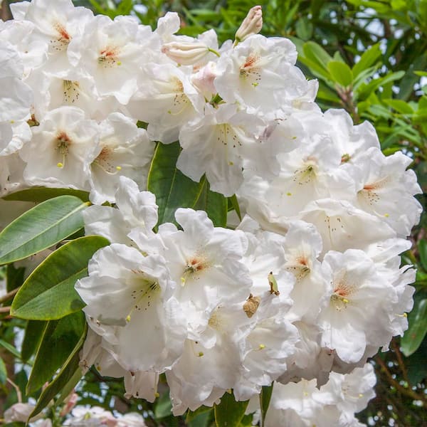 DIRECT GARDENING 1 Gal. Pot, Cunningham's White Flowering Rhododendron Broadleaf Evergreen Shrub (1-Pack)