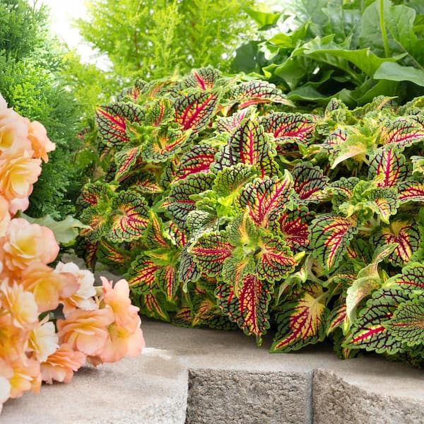 georgette de la plante Green Solid Georgette Fabric