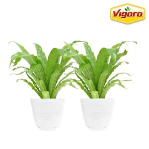 Bird's Nest Fern Indoor Plant in 6 in. White Ribbed Plastic Décor Planter, Avg. Shipping Height 1-2 ft. Tall (2-Pack)