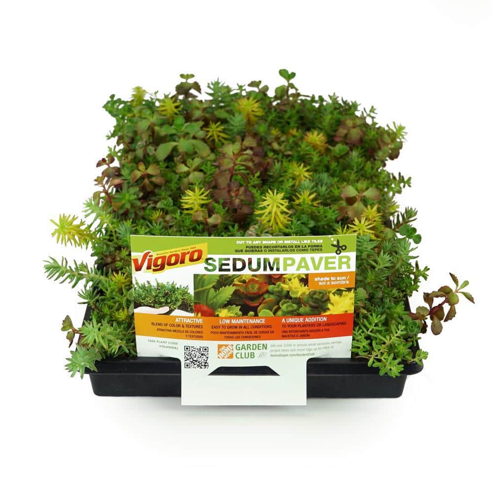 METROLINA GREENHOUSES 10 in. x 20 in. Sedum Tile Ground Cover Plant