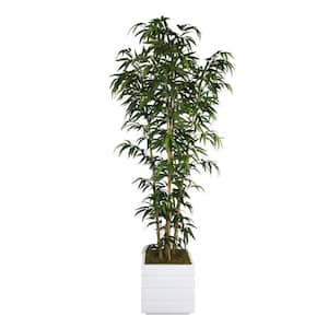 78 in. Tall Natural Bamboo Tree in 14 in. Fiberstone Planter