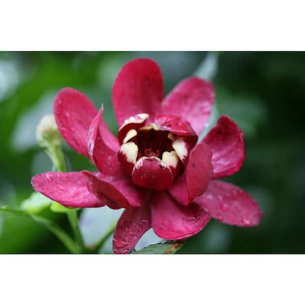 PROVEN WINNERS 1 Gal. Aphrodite Allspice Sweetshrub (Calycanthus) Live Shrub, Red Flowers