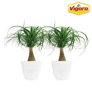 Ponytail Palm Indoor Plant in 6 in. White Ribbed Plastic Décor Planter, Avg. Shipping Height 1-2 ft. Tall (2-Pack)