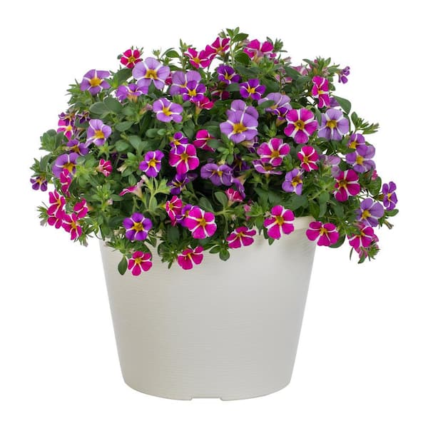 METROLINA GREENHOUSES 1 Gal. Trixi Starspinner Calibrachoa Pink and ...