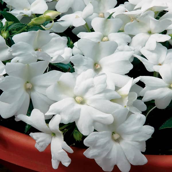 Vigoro 2.5 Qt. #1 White and Cream New Guinea Impatiens Plant