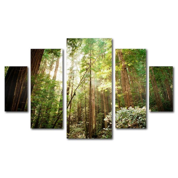 Trademark Fine Art Muir Woods by Ariane Moshayedi 5-Panel Wall Art Set