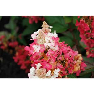 Jumbo Pint Flare Hardy Hydrangea (Paniculata) Live Shrub, White and Bright Red-Pink Flowers