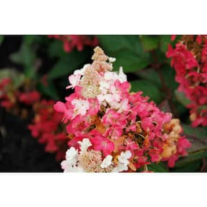 Hydrangea macrophylla Heart Throb®  Kiefer Nursery: Trees, Shrubs,  Perennials