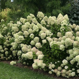 2 Gal. Hydrangea Little Lime Shrub - Lime Green Blooms Age to Red and Pink