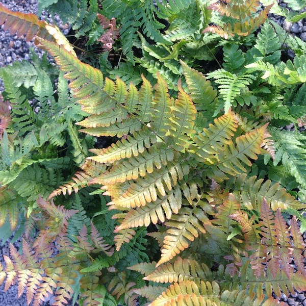 2 Qt. Autumn Fern, Live Evergreen Shrub, Copper and Green Foliage