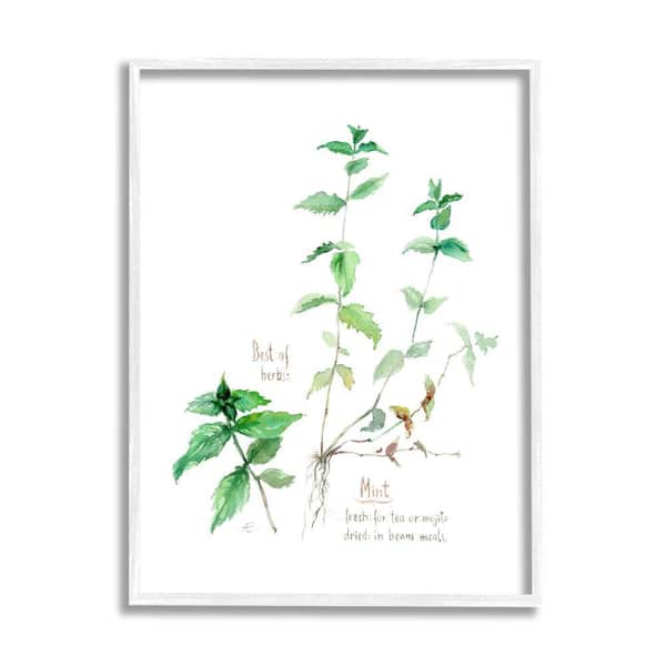 Stupell Industries Mint Sprigs Herbs Watercolor Garden Plant by Verbrugge Watercolor Framed Print Nature Texturized Art 11 in. x 14 in.