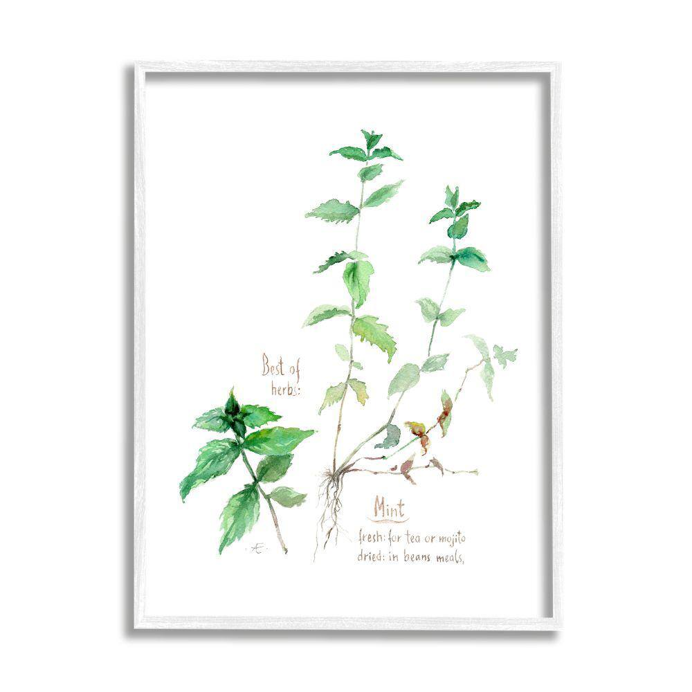 Mint Sprigs Herbs Watercolor Garden Plant by Verbrugge Watercolor Framed Print Nature Texturized Art 16 in. x 20 in. price history on PriceWatchPro
