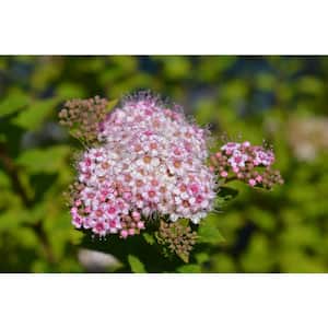 3 Gal. Little Princess Spirea Live Flowering Shrub with Rose Pink Flowers