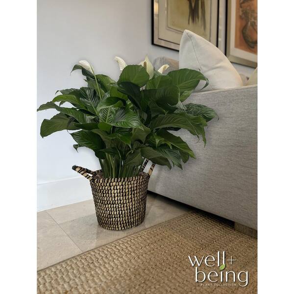 2 Gal. Peace Lily Spathiphyllum Plant with White Blooms in Grower