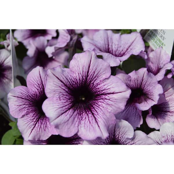 PROVEN WINNERS 1 Qt. Supertunia Bordeaux Petunia Plant 001555