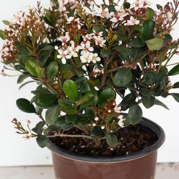SOUTHERN LIVING 2 Gal. Spring Sonata Indian Hawthorn (Raphiolepis