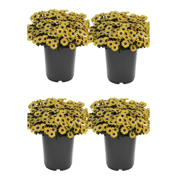 Vigoro 2.5 qt. Annual Osteospermum Blue Eyed Beauty (4-Pack)
