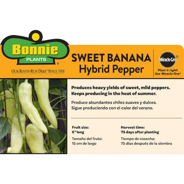 1.19 qt. Banana Sweet Pepper Plant (6-Pack)