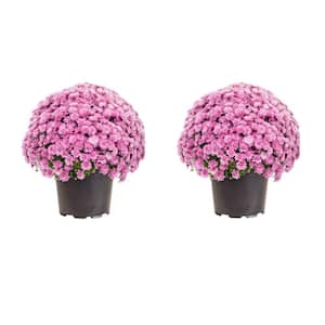 3 Qt. Pink Mum Chrysanthemum Perennial Plant (2-Pack)