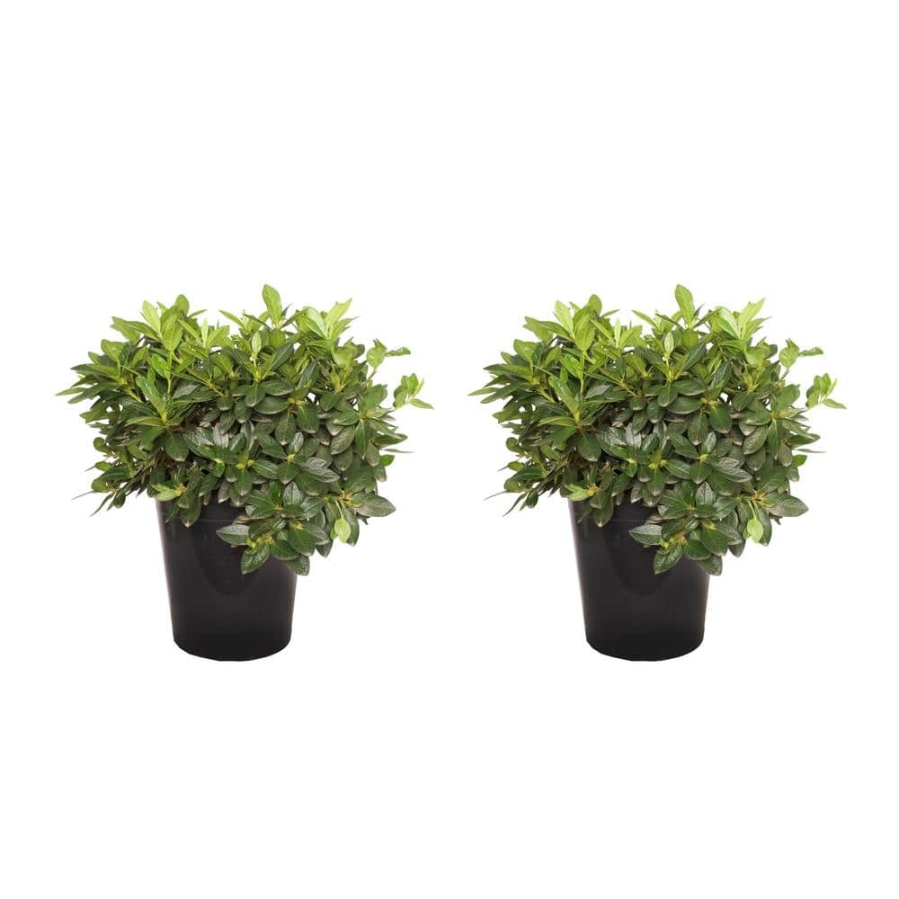 "#5 Container Redbird Azalea Perennial Plant (2-Pack)" price history on PriceWatchPro