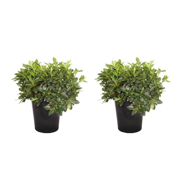 Alder & Oak 5 Gal. Redbird Azalea Perennial Plant (2-Pack)