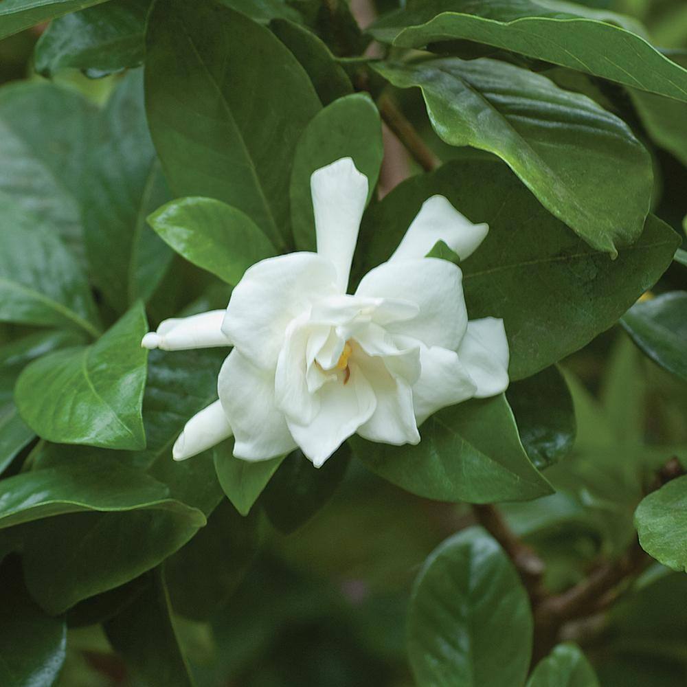 ALTMAN PLANTS 3 gal. Cape Jasmine Flowering Shrub With White