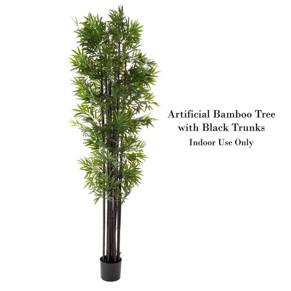 6 foot Black Bamboo Tree: Potted