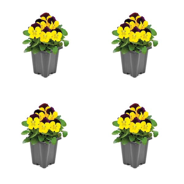 Unbranded 1.0-Pint Viola Annual Plant with Purple/Yellow Flowers (4-Pack)