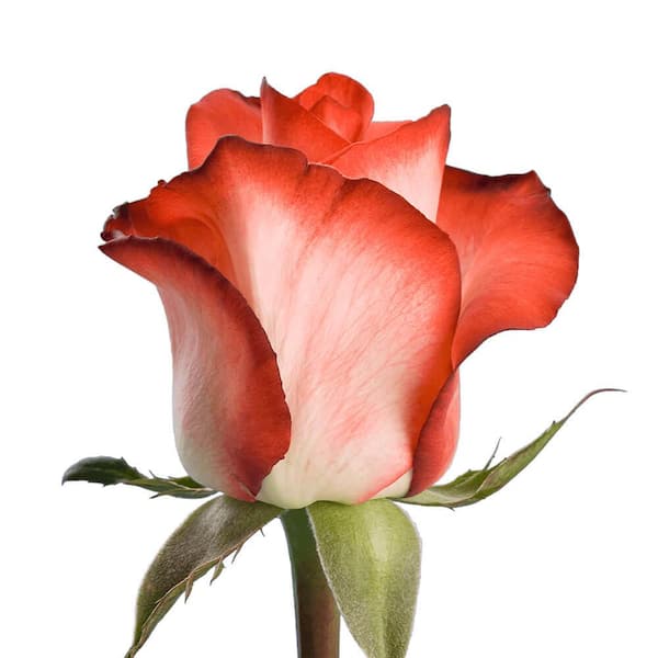 Assorted Bright Blend FD Rose Petals (30 Cups)