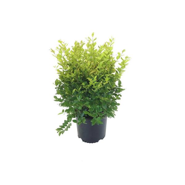 Golden Privet (Ligsutrum) Vicaryi 01292 - The Home Depot