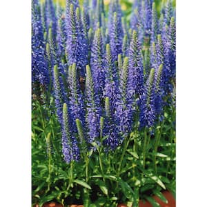 2.5 Qt. Blue Veronica Live Perennial Outdoor Plant