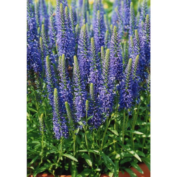 BELL NURSERY 2.5 Qt. Blue Veronica Live Perennial Outdoor Plant