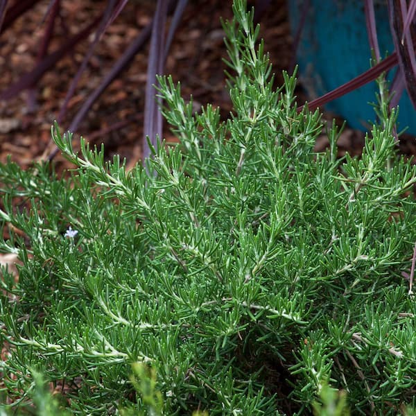 2.5 Qt. Chef's Choice Rosemary - Live Shrub with Fragrant Foliage