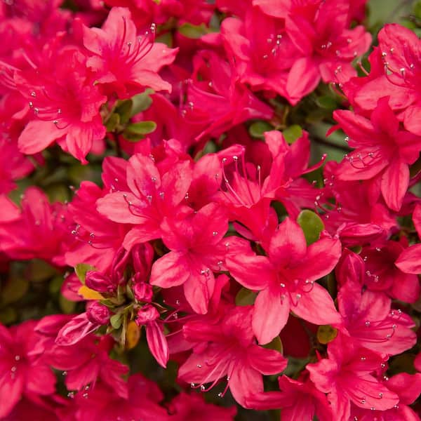 national PLANT NETWORK 2.5 Quart Azalea 'Red Formosa' Flowering Shrub with Red Flowers