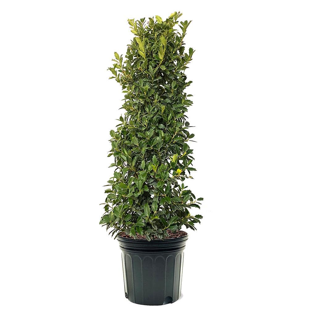 Oakleaf Holly Evergreen Tree