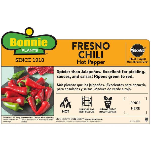 19 oz. Fresno Chili Hot Pepper Plant