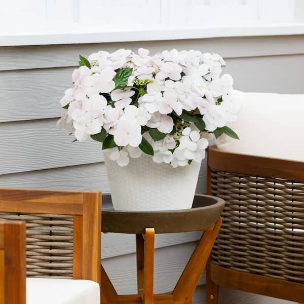 METROLINA GREENHOUSES 2 Gal. Deco Planter Fairytrail Bride