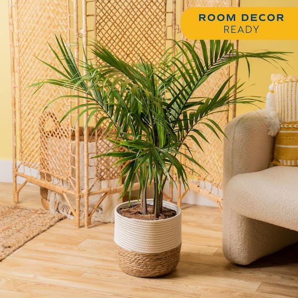 Majesty Palm Indoor Plant in 10 in. Decor Weave Basket Planter, Average Shipping Height 3-4 ft. Tall