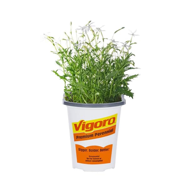 1 Pint White Blue Star Isotoma Ground Cover Plant