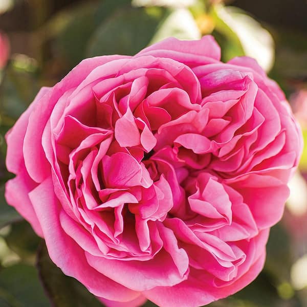 BLOOMABLES Bareroot Scentables Dee-Lish Hybrid Tea Rose Bush with